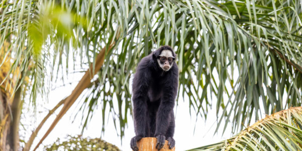 Roteiro de férias: Zoo São Paulo, Simba Safari e Jardim Botânico