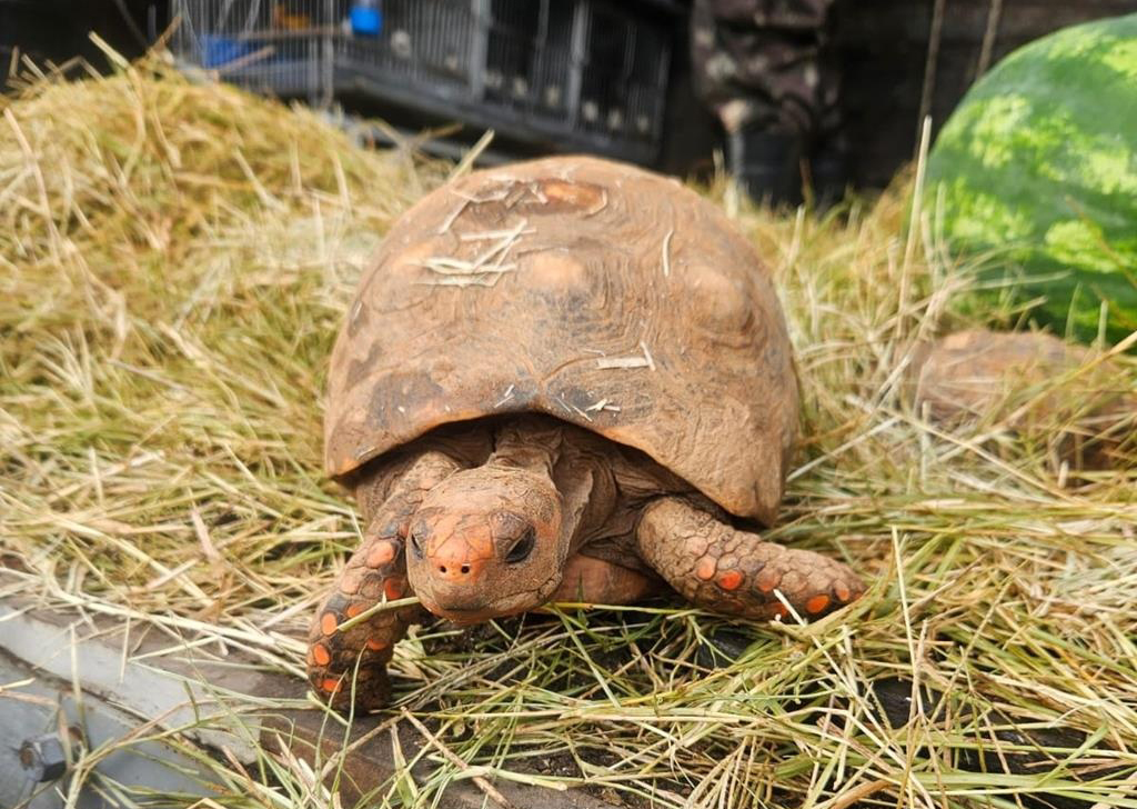 Cetas de Barueri: como funciona o serviço para animais silvestres