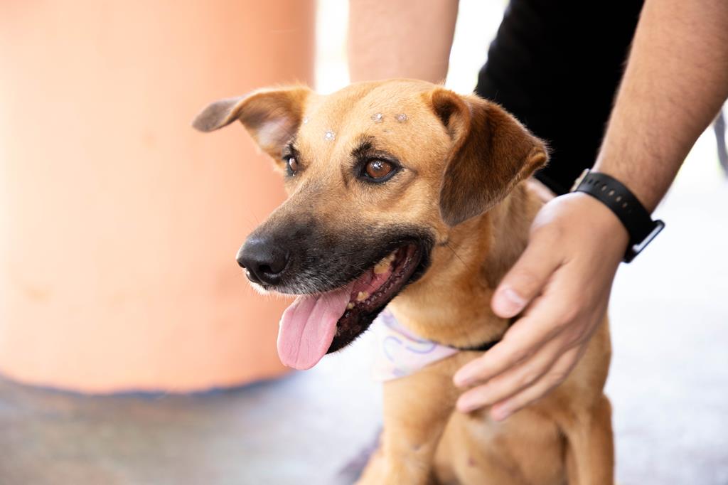 Feiras de adoção de pets de setembro acontecem a partir do dia 2