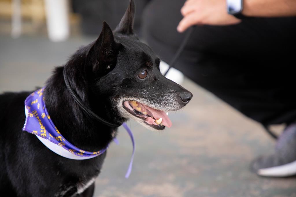 Feiras de adoção de pets começam nesta quinta-feira, dia 1º